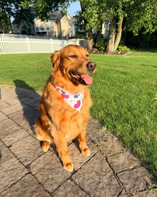 Our sweet Bailey girl is ready to celebrate America’s 250th with her new haircut thanks to Caitlyn at Mighty Mutts Grooming 🐾