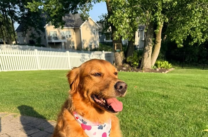 Our sweet Bailey girl is ready to celebrate America’s 250th with her new haircut thanks to Caitlyn at Mighty Mutts Grooming 🐾